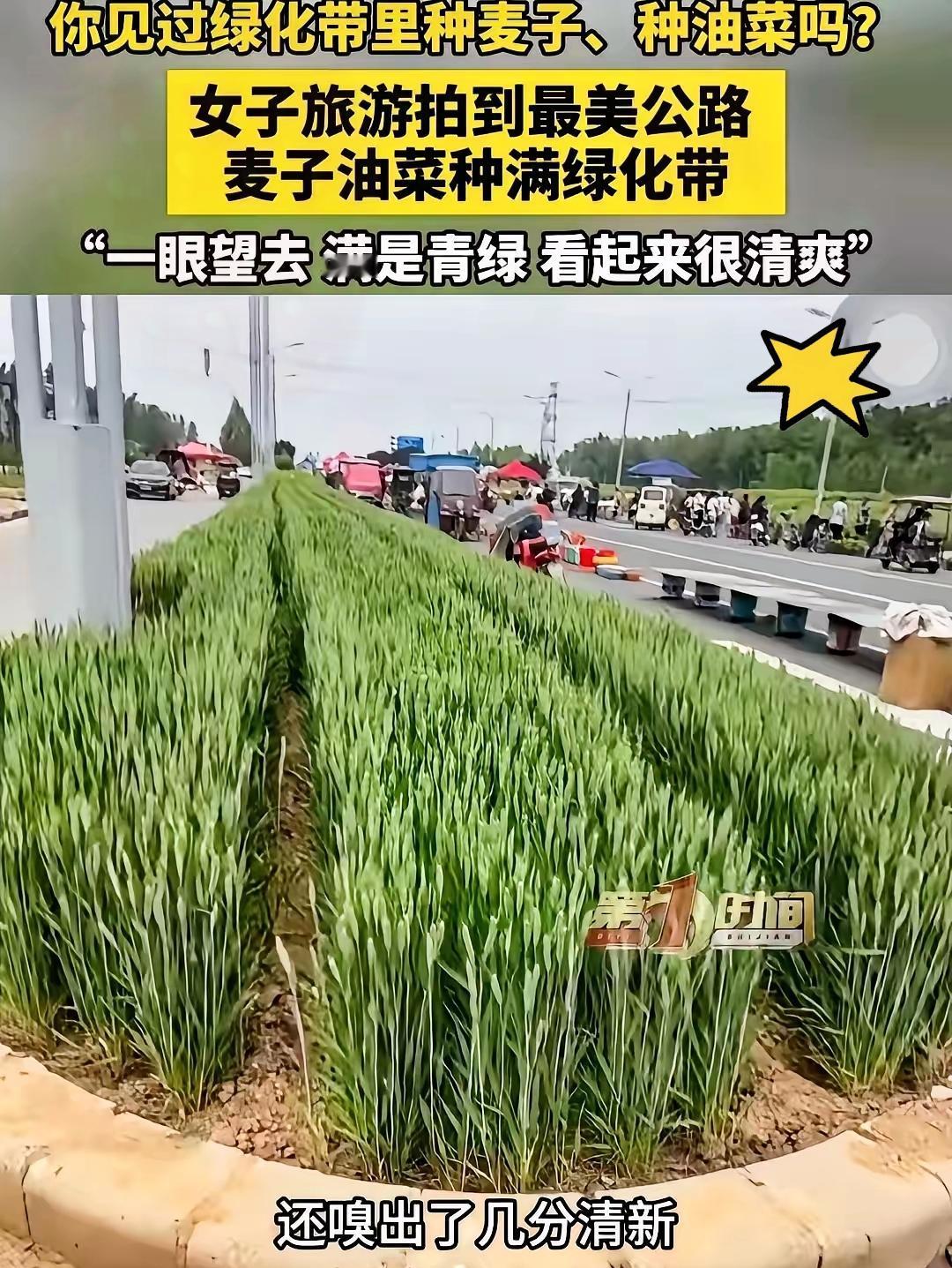 绿化带不种名贵花草，反而种上油菜小麦，河南安阳这波操作直接火出圈！不少人一开始以
