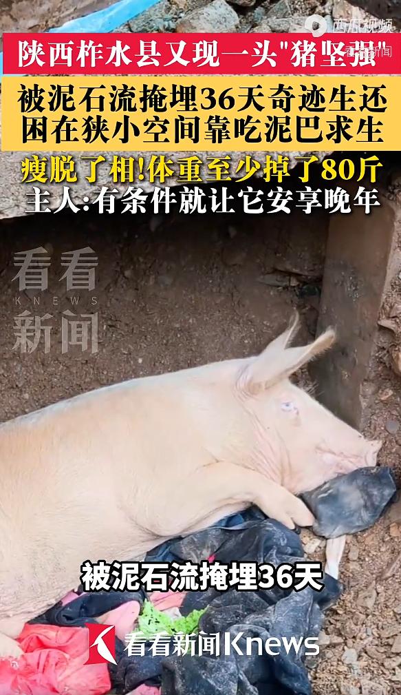 陕西，一村民在自家门口清理泥沙淤泥时，突然听见泥板底下传来了猪叫声！微弱但清晰，