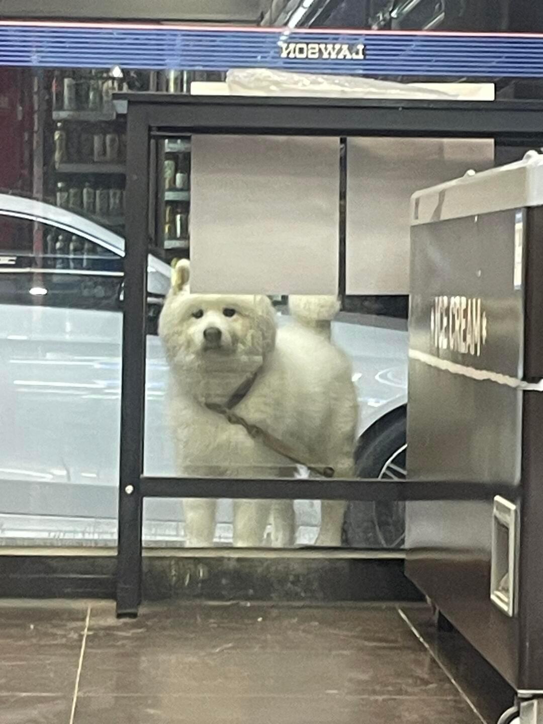 便利店外的萨摩耶很担心你，担心你吃好吃的不带他 