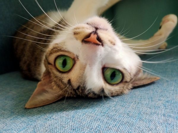 14539只狸眼睛瞪得像铜铃 