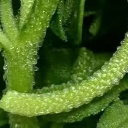 冰草的种植方法冰草叶片和茎杆上分布着天然的“冰晶”状泡状细胞，口感清脆，带有淡淡