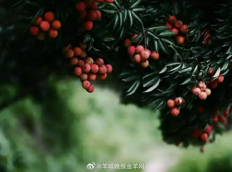 #在深圳偶遇茂名荔枝# 【为什么茂名荔枝能“甜”出圈？因为老天爷追着喂饭吃！】荔