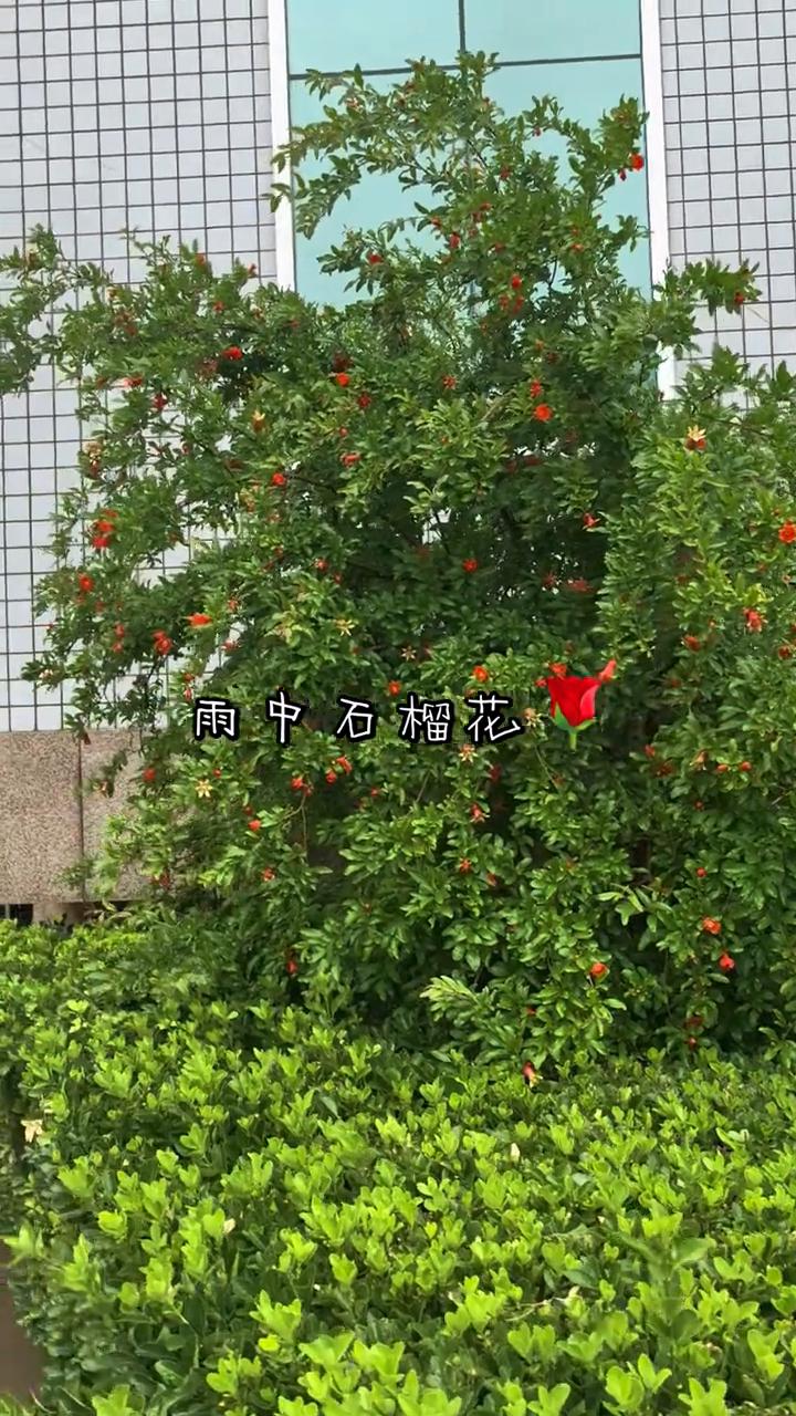 雨中石榴花。