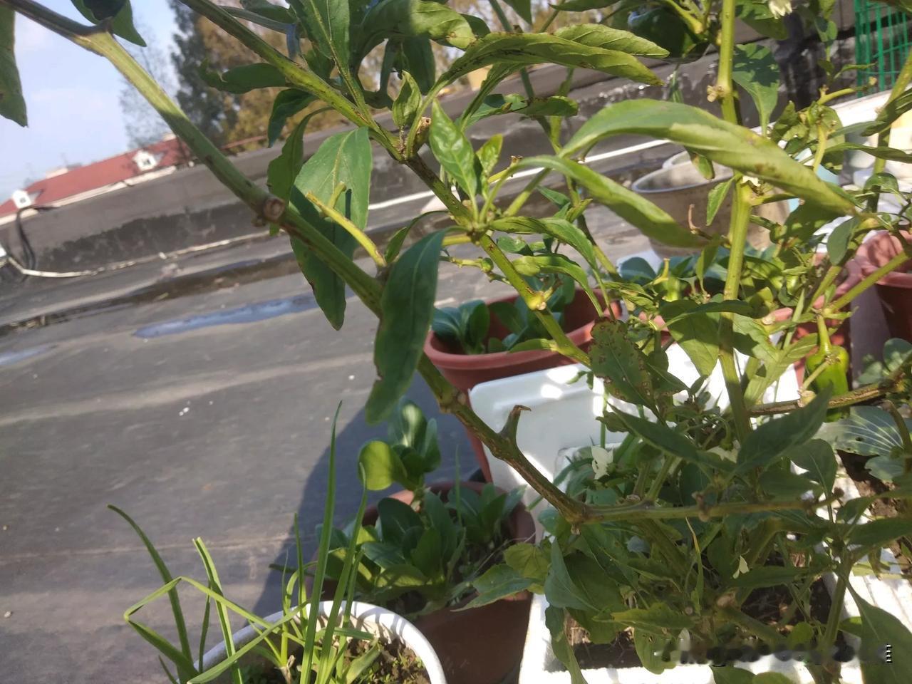 “不吃学习的苦，就要吃生活的苦。”这是许多人对整天就知道玩手机、看电视剧孩子的经