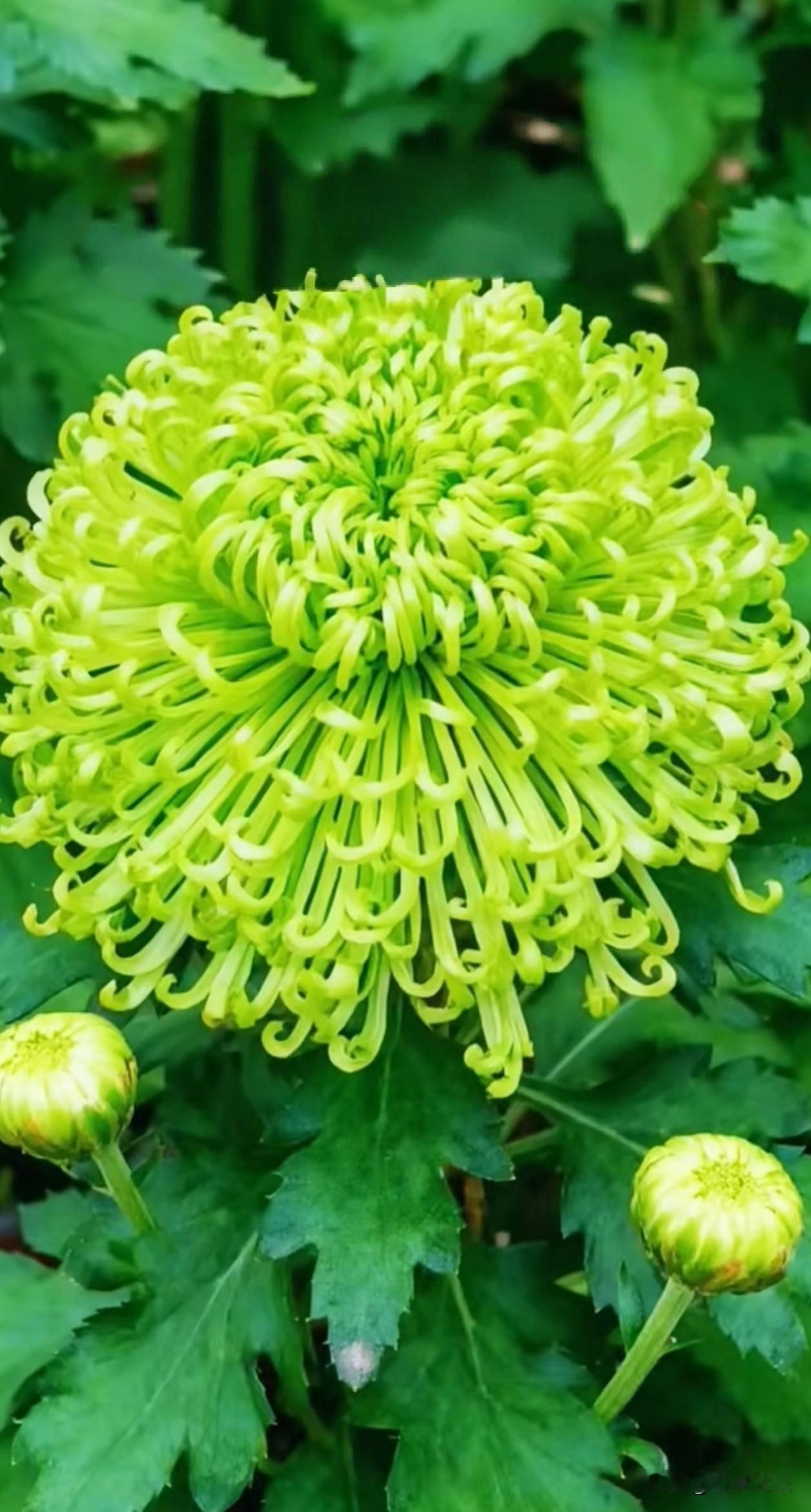 绿菊清雅脱俗，白菊纯净温润，橙菊热烈明媚，千丝卷曲的花瓣层层相拥，在清冷秋日独自