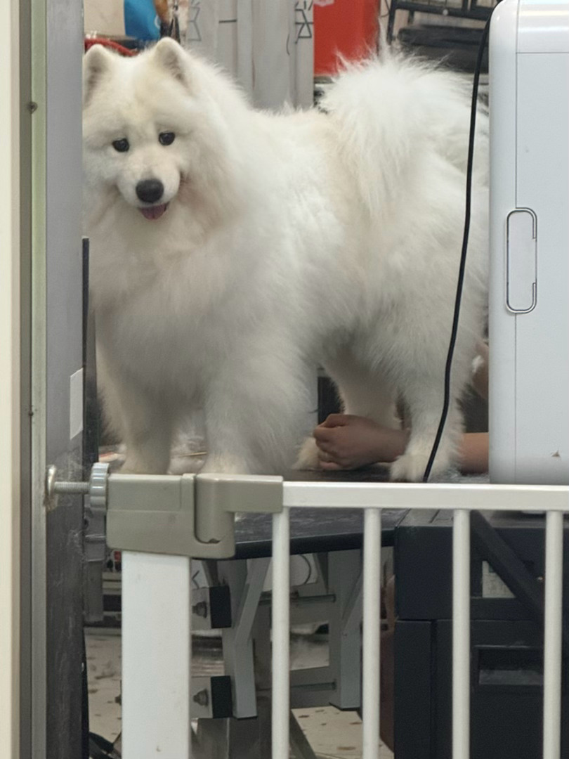 只敢偷看……（猪腿初现了……） 
