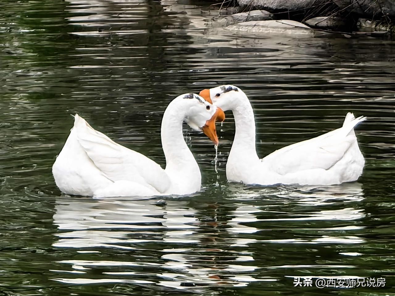生态环境好了，湖边出现了很久没见到过的白天鹅[赞]天鹅湖白天鹅 天鹅白鹭