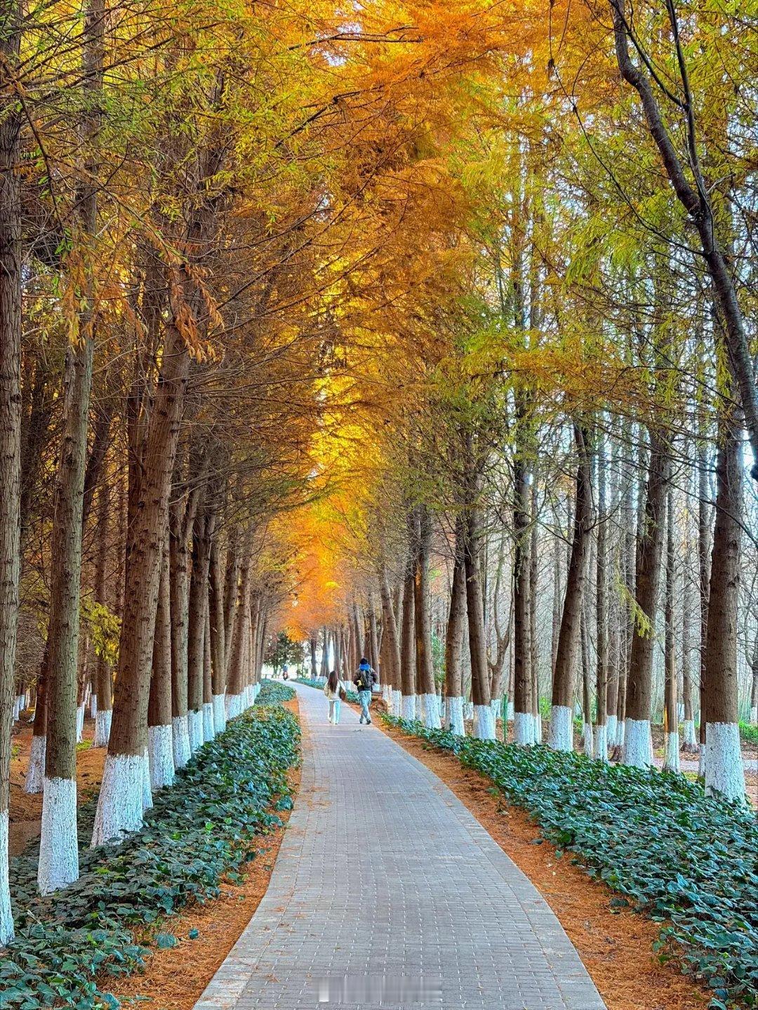 昆明红色水杉有了仙侠剧质感滇池这颗高原明珠能找到你对幸福的所有想象。 