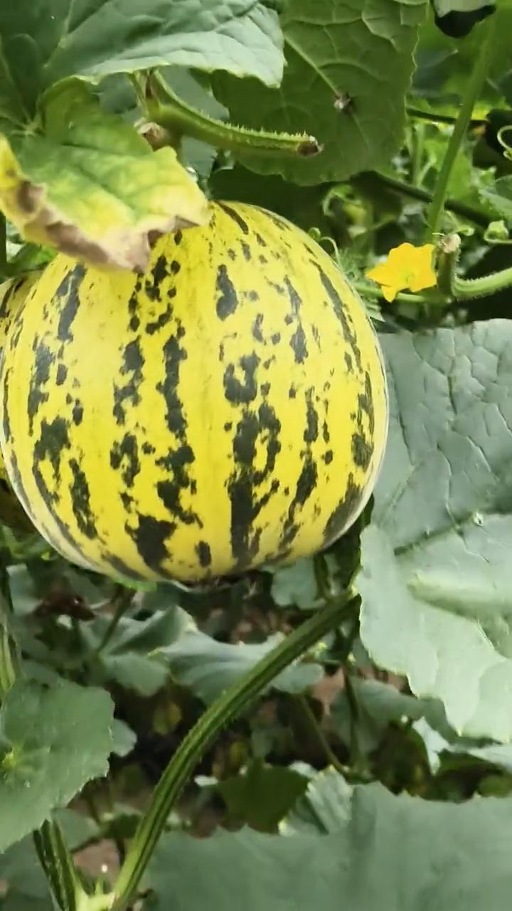 里头这么热，干活。汗蒸一样在这里头，天天汗蒸。
这花美人，黄皮黑花美人，黄的花美