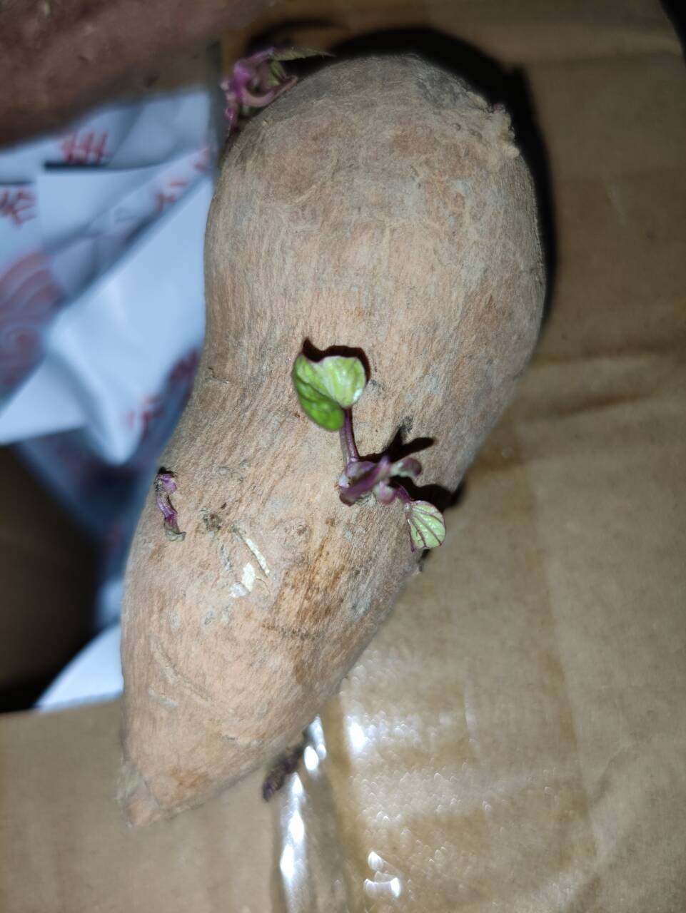 靠，我买的红薯长叶了…… 