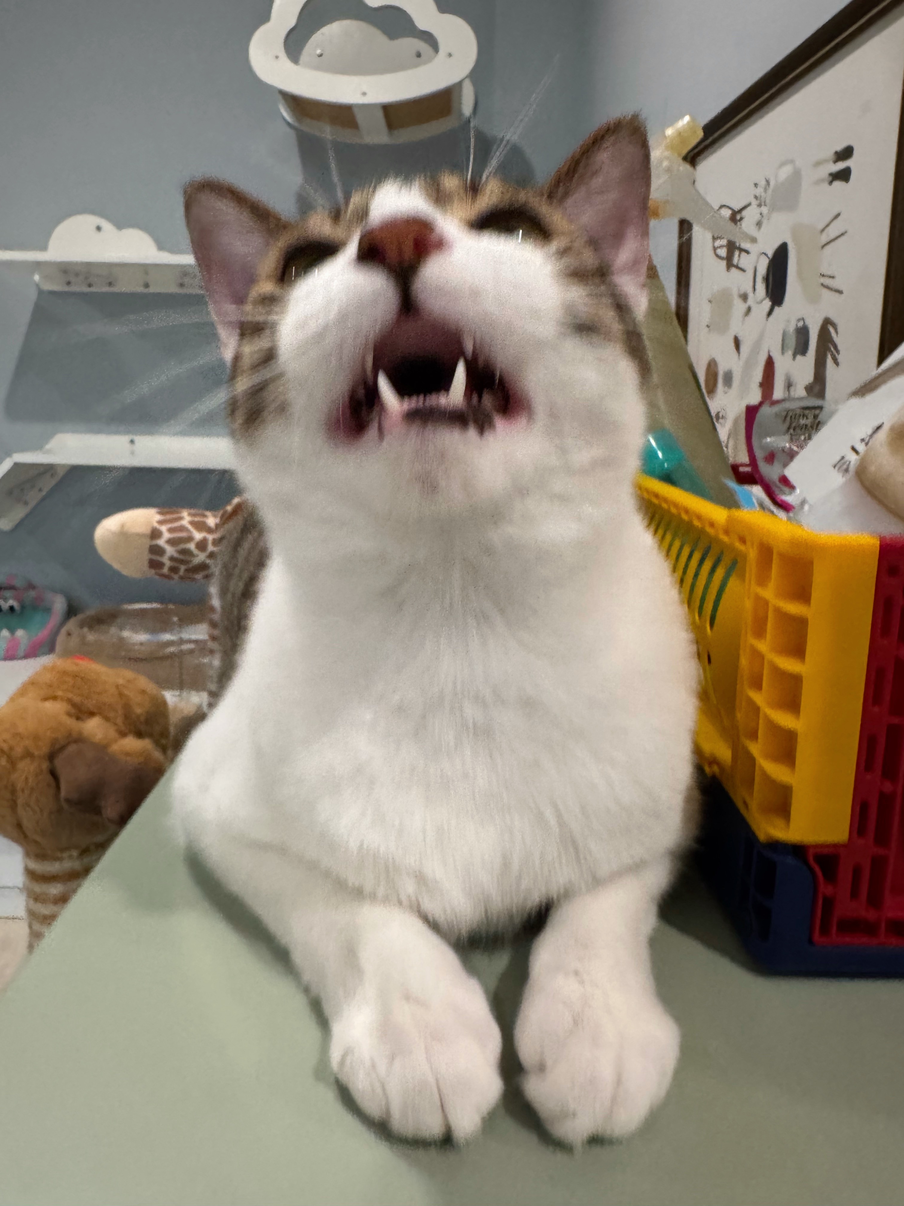 谁家好小猫一天到晚脸臭臭的？萌宠c位计划