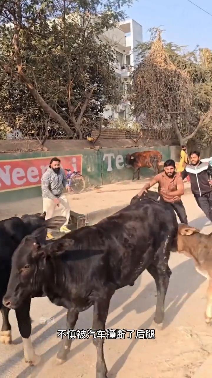 好心人帮助被撞伤的小牛。
一头小牛犊在被几个坏蛋围捕时不慎被汽车撞断了后腿，无奈