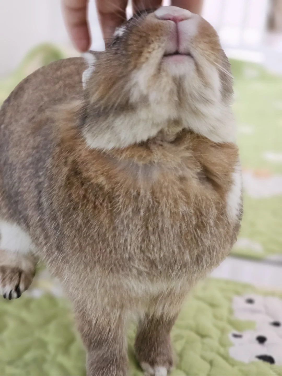 呜呜呜谁懂！她真的好喜欢人类