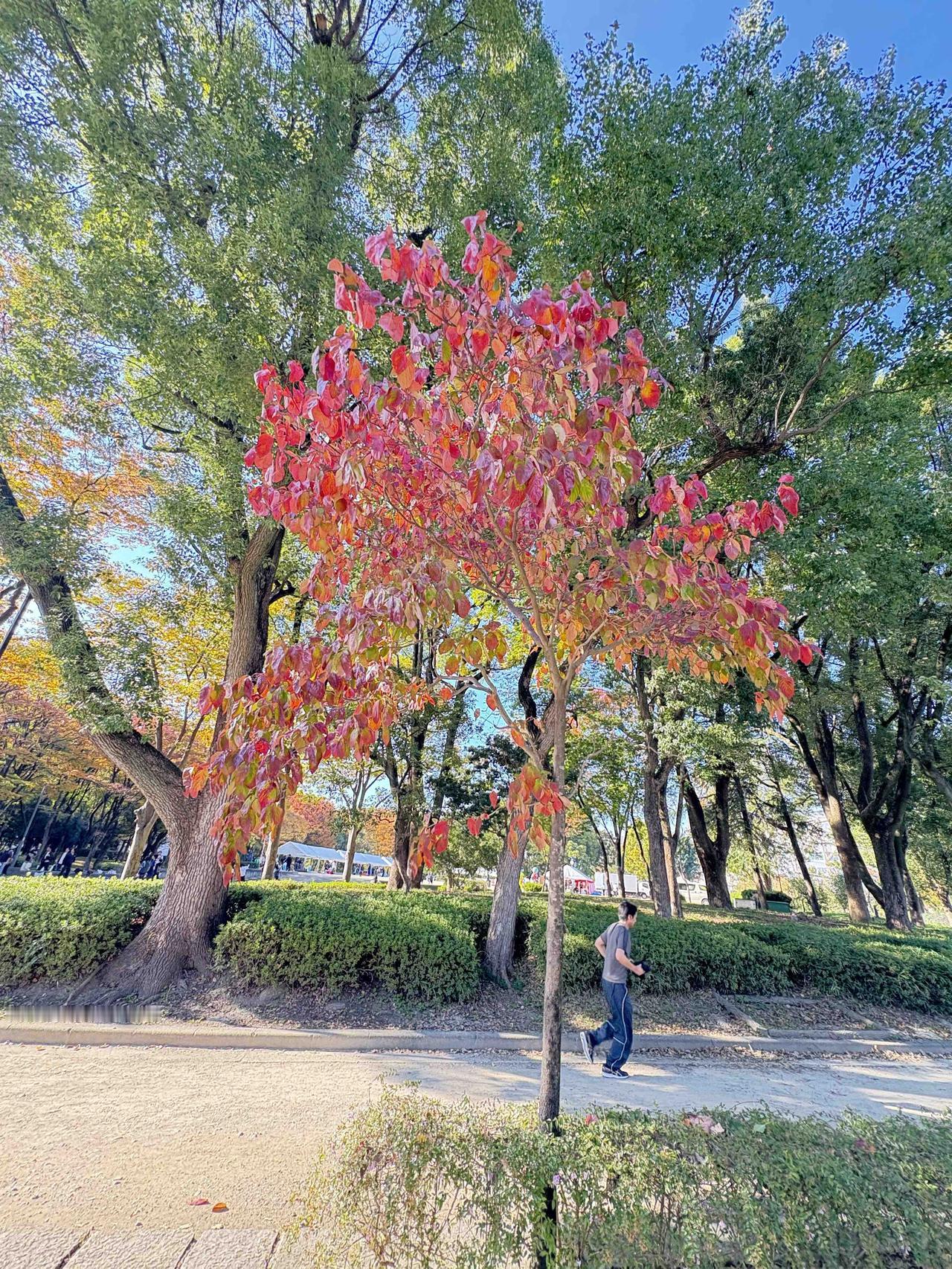 秋日没有萧瑟孤寂，只有浓淡相宜，红黄绿交织成一幅幅画卷，尽显自然美。