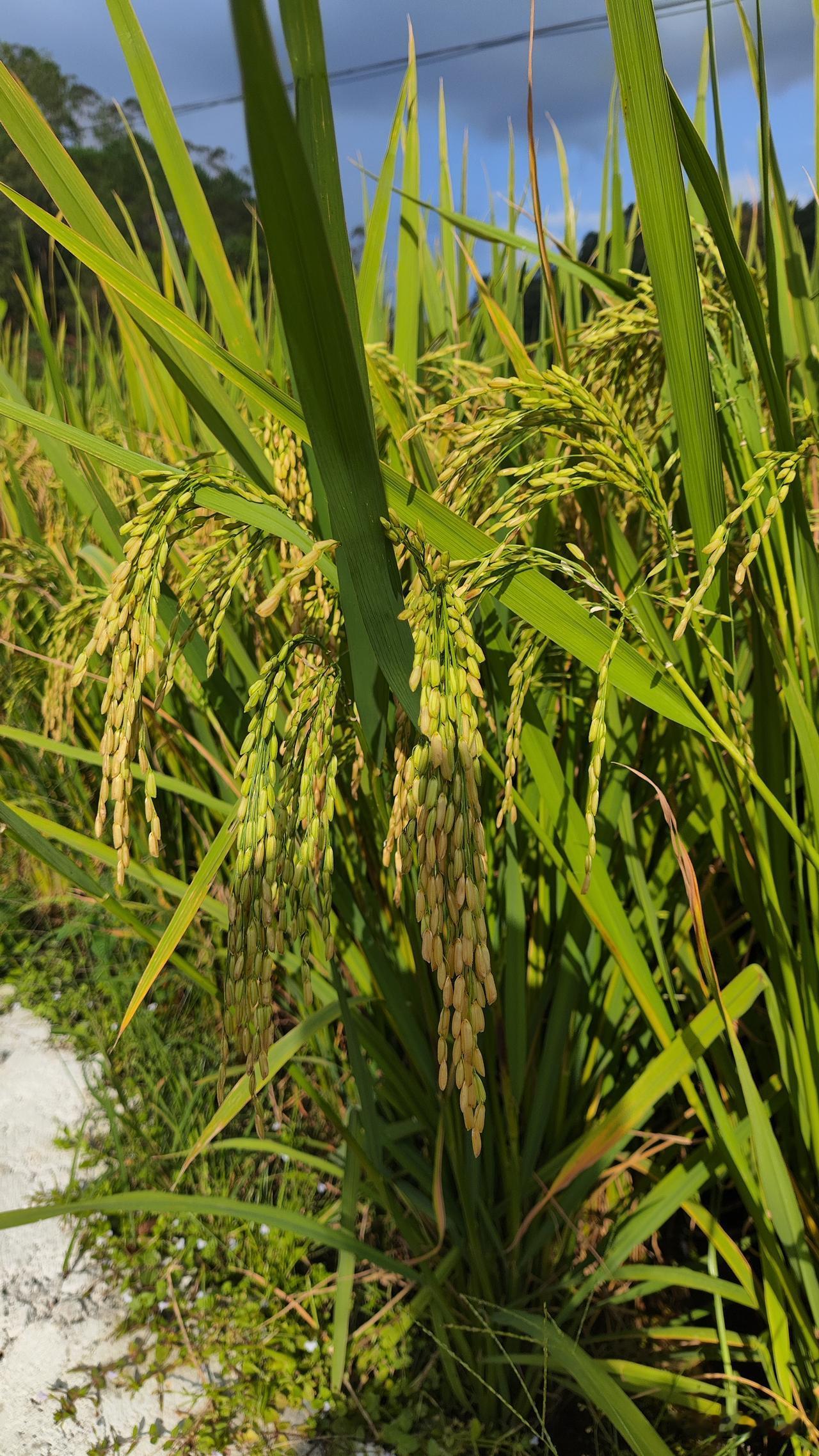亲身经历。自然种的西红柿辣椒茄子黄瓜生虫比较少，但是成熟不整齐，大大小小，自己吃