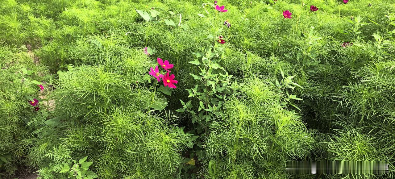 心有繁花四季美，请君赐下联胸怀皓月百岁春