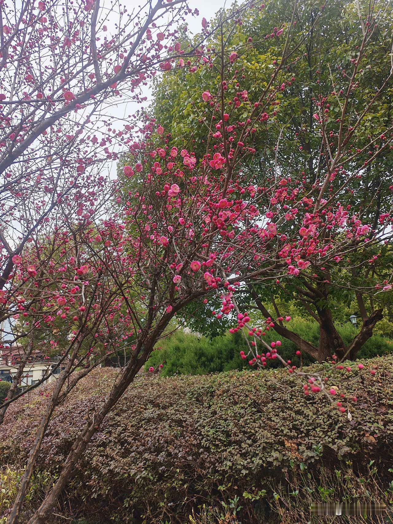 周末在家休息，下周一就开始期末考试，所以没有结束假期即将上班的焦虑。上周五，思品