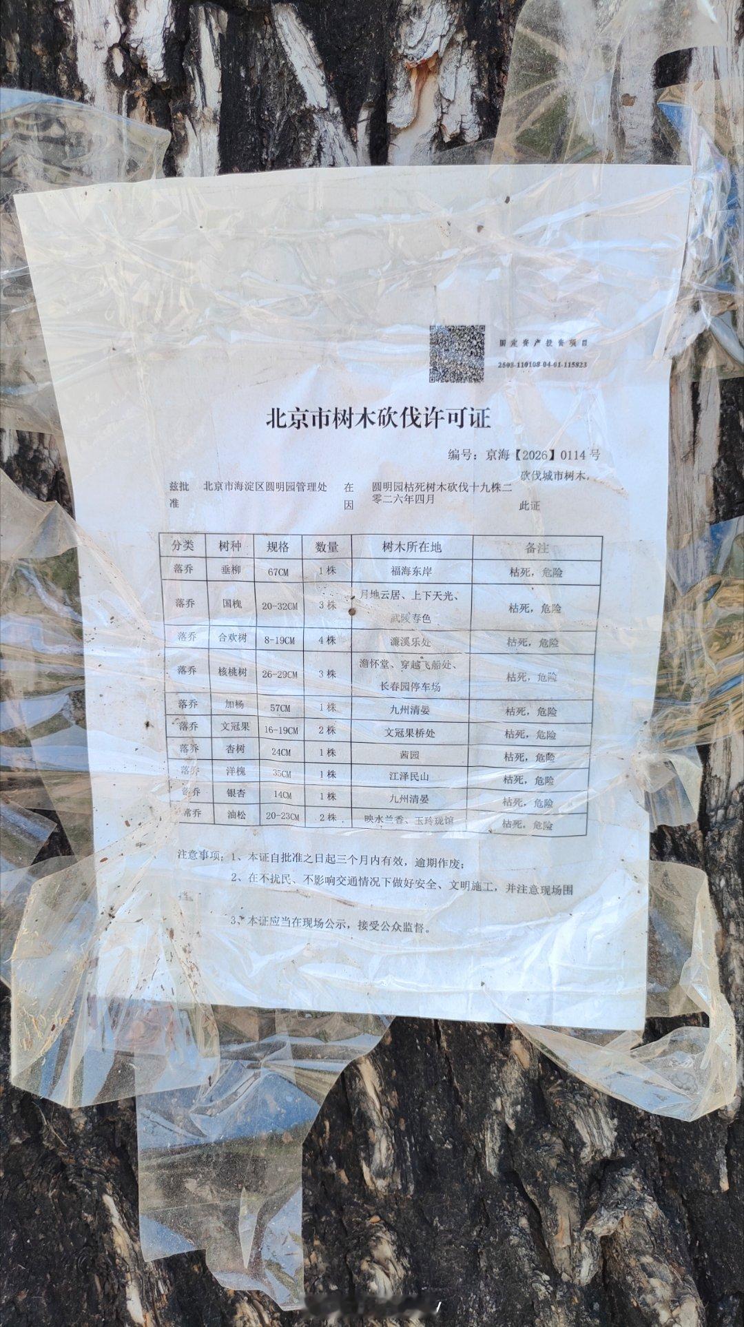 圆明园真讲究，要伐一棵枯死的树也要公示出来 北京·圆明园