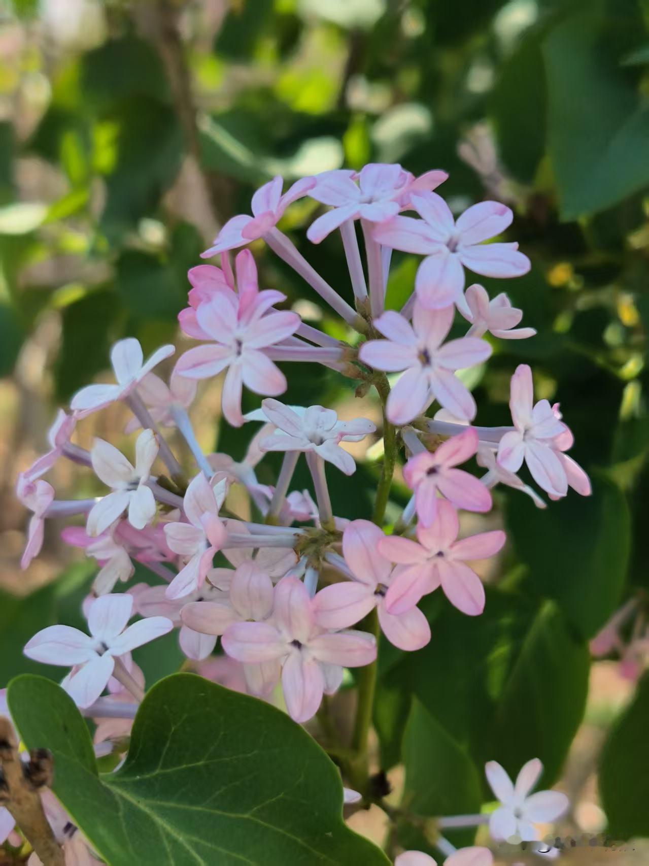 在文化中心拍的丁香花，白色浅粉紫色，一簇簇的花朵绽放枝头，看着真是漂亮。[比心]