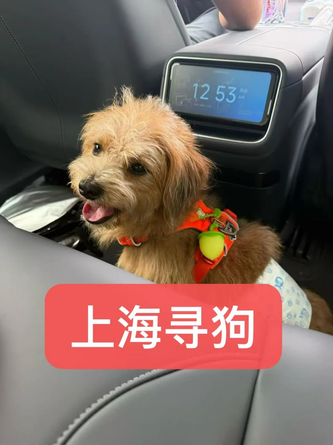 求助‼️上海宝山找狗‼️