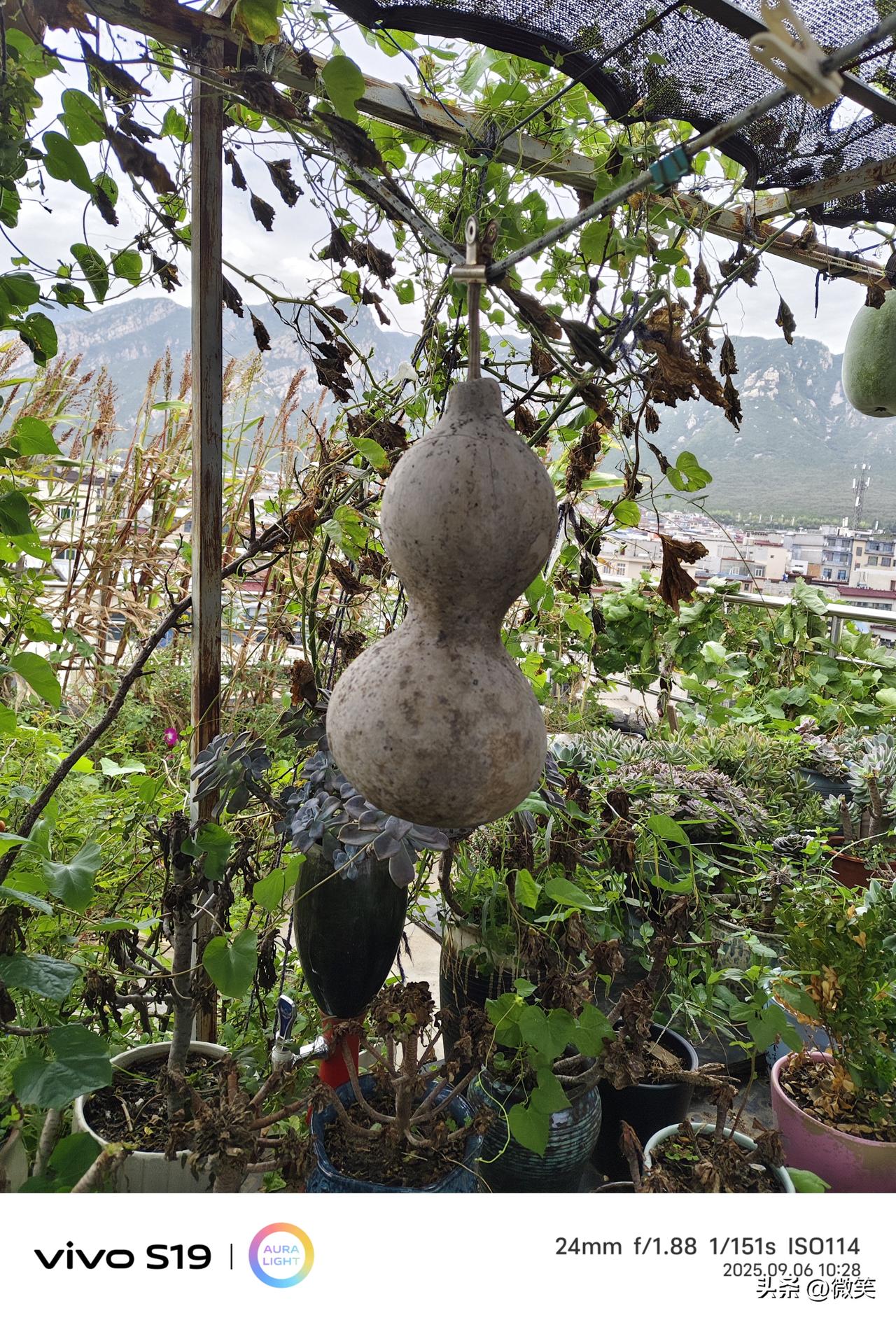 别人晒花晒果，我晒个干葫芦。它不漂亮，却装着我一整个夏天的烟火气，谁懂这种治愈感
