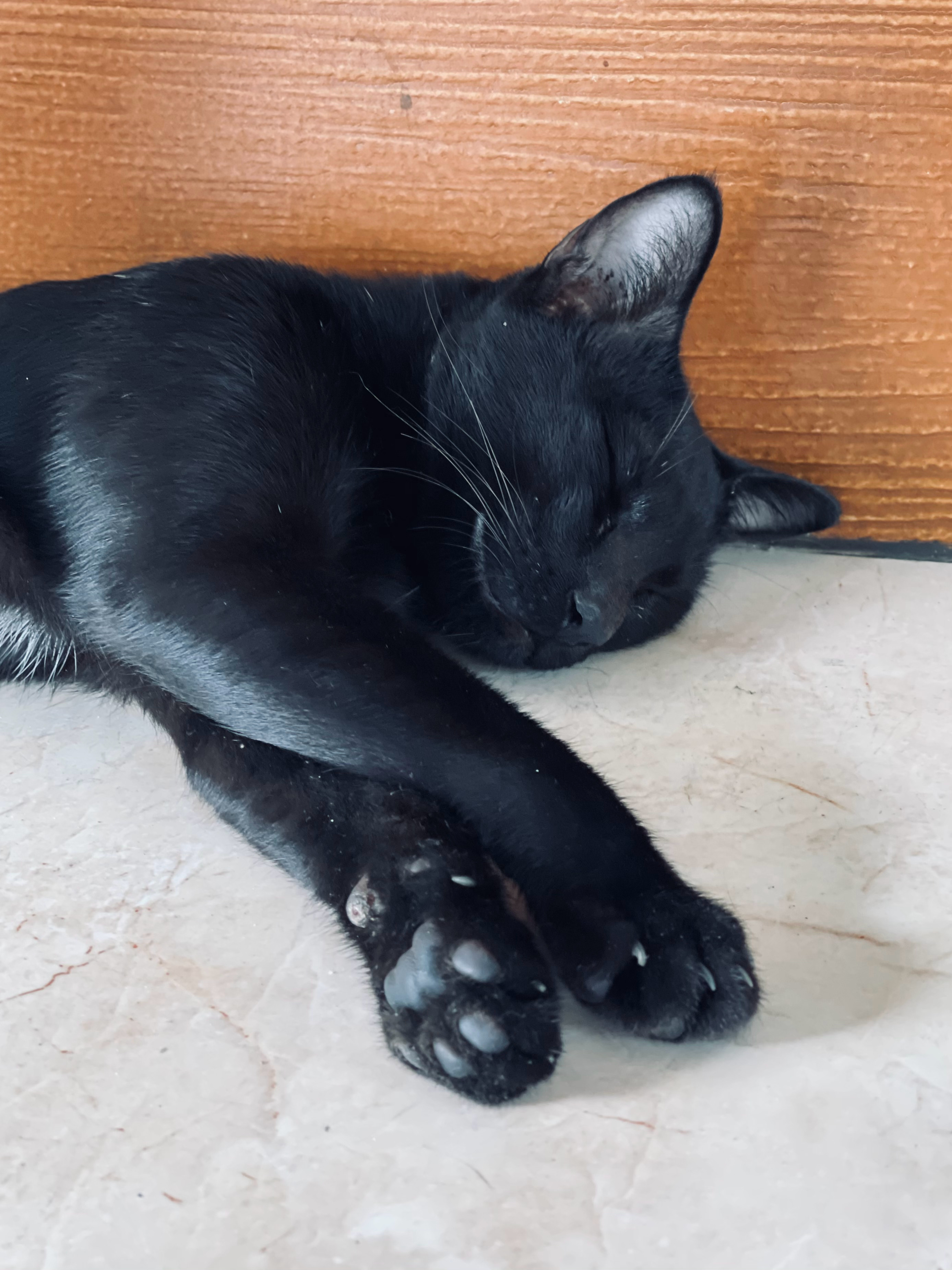 在泰国有猫啦。  ​​​