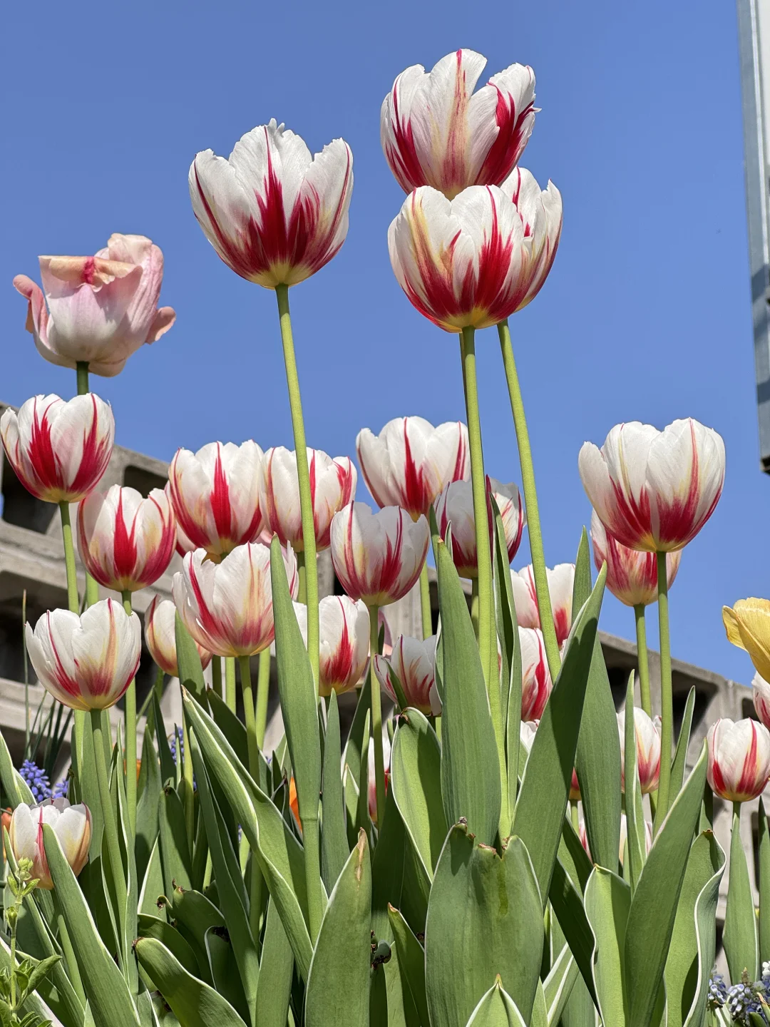 🌷郁金香的春天，花信郁金香开得正旺！
