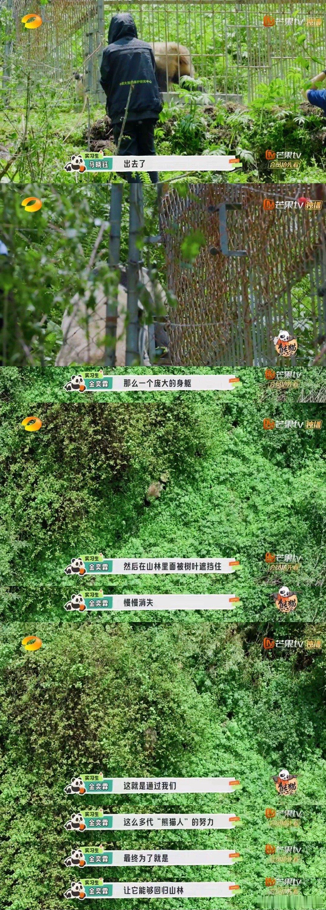 #大熊猫贤贤带崽踏出野外第一步#贤贤崽好可爱的，虽然是踏出野外培训第一步，熊猫踏