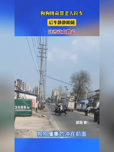 看！这狗成精了？安徽街头，老三轮慢悠悠晃，前头黄狗弓着背拽绳，后车跟得比蜗牛还慢
