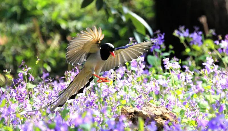 百花齐放，请赐下联