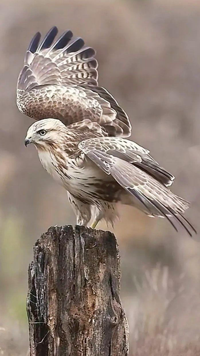 音乐分享野生动物零距离拍摄鹰派