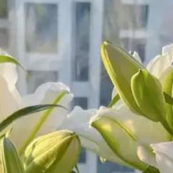 种植百合花种植技术与栽培方法1⃣️种球怎么处理消毒醒球：收到种球先拆开包装，在阴