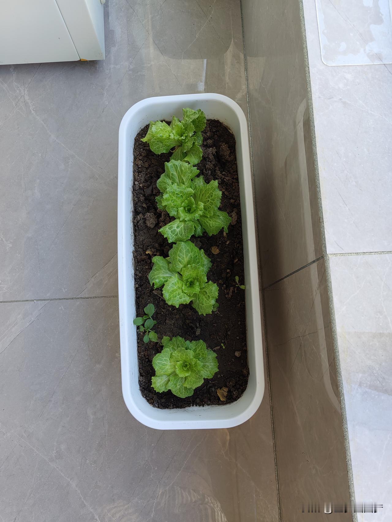 在阳台上种菜养花是一种情怀，一种刻在骨子里的那种农耕文化传统的思想。

但凡有点