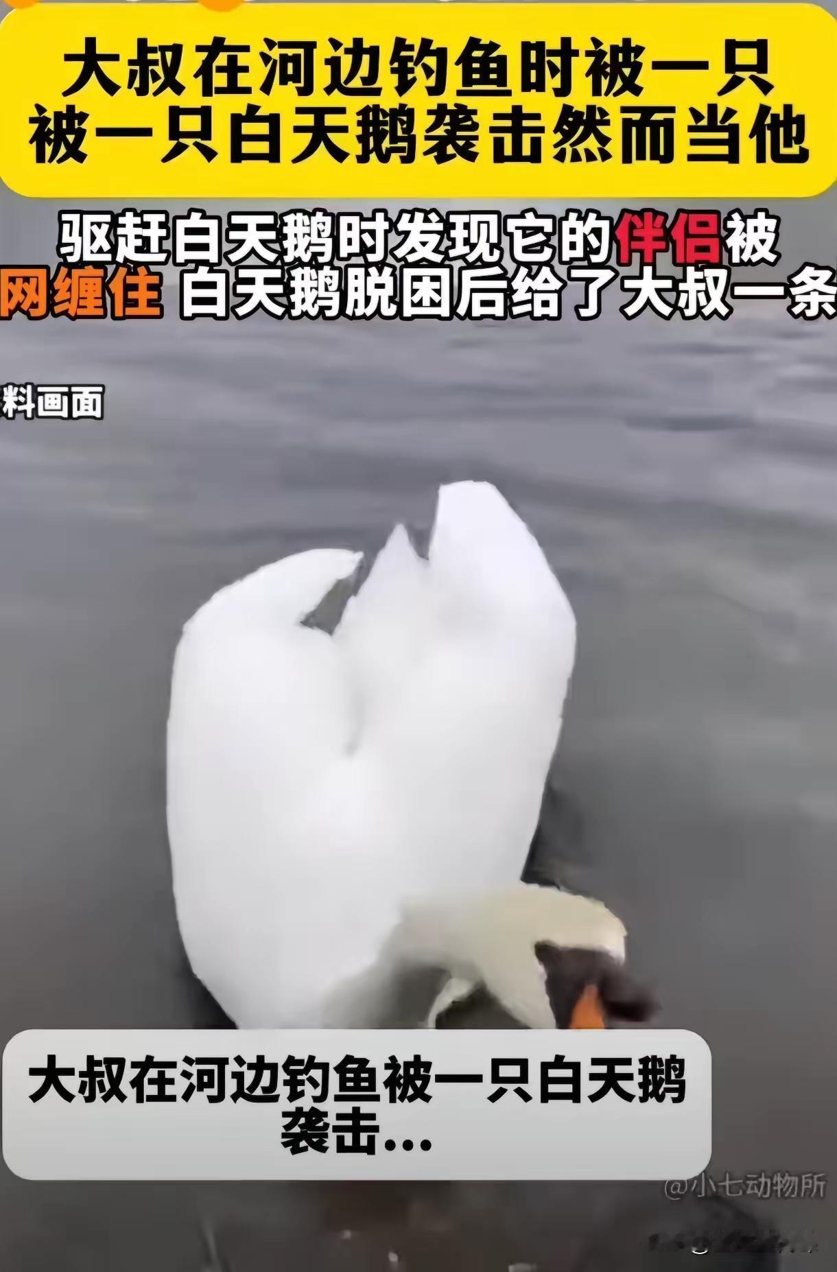新疆，博斯腾湖。老李在这湖边钓了十几年鱼，见过的水鸟没有一百也有八十。可今年4月