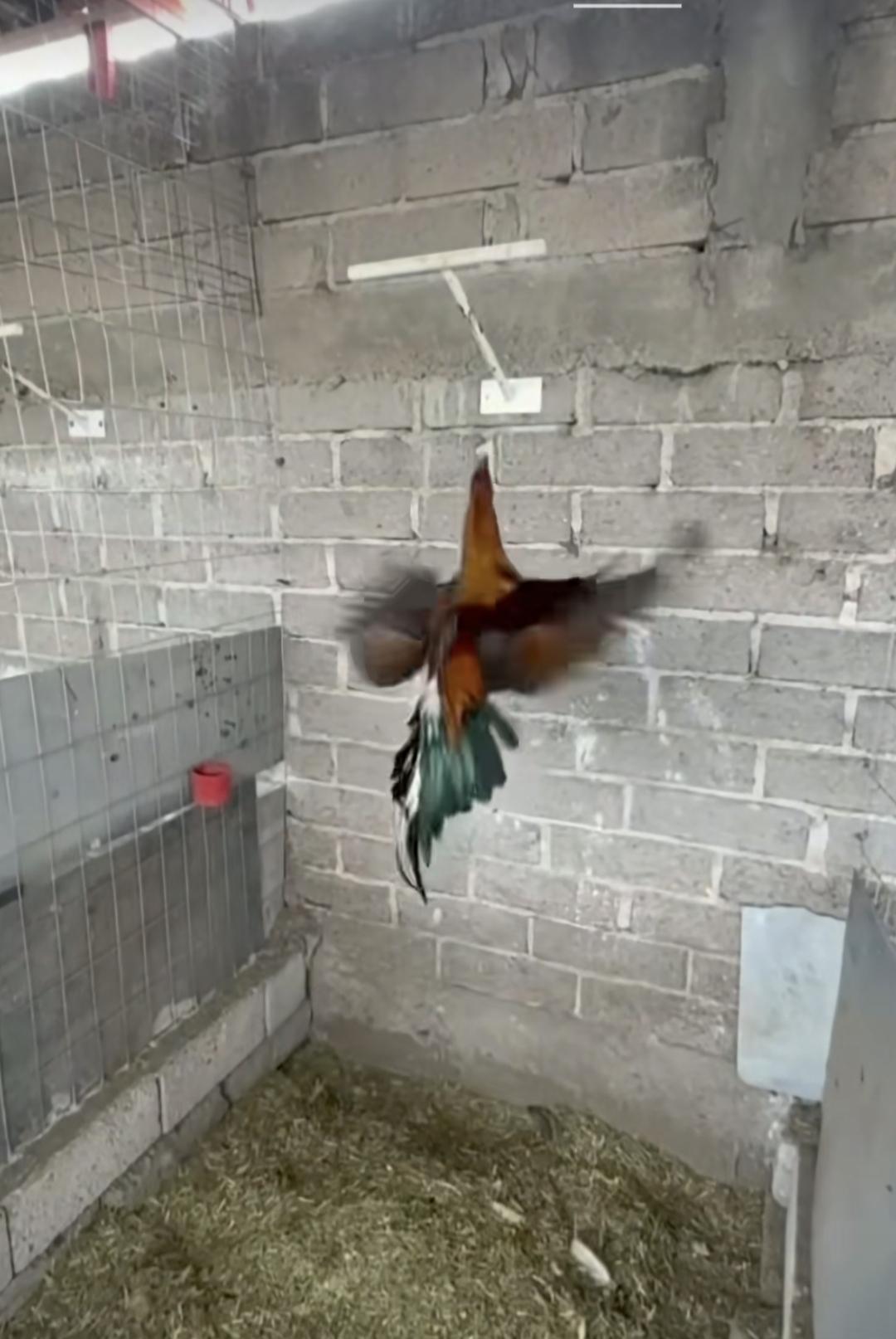 分享今日的感悟忽然有一天又鸟就变成了凤凰！