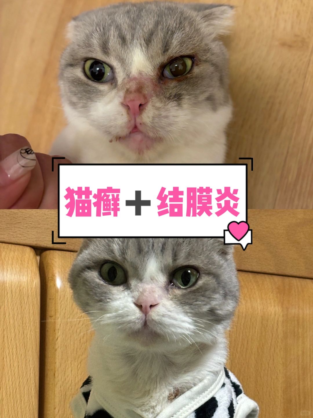 猫癣➕结膜炎｜在家快速有效调理·爆改