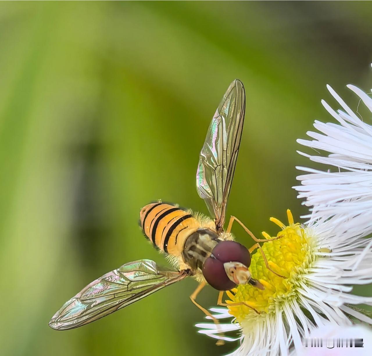 你以为这张照片里，拍的是小蜜蜂吗？
并不是。
这种长得很像小蜜蜂的昆虫，叫做食蚜