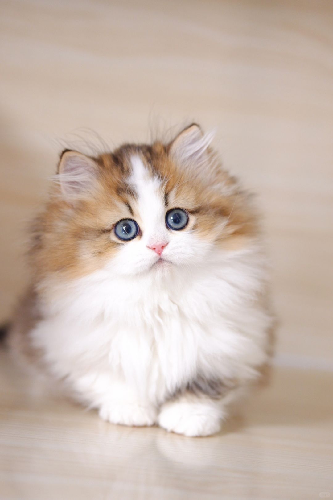 拍猫好看的秘笈是猫好看！金白米努特矮脚猫