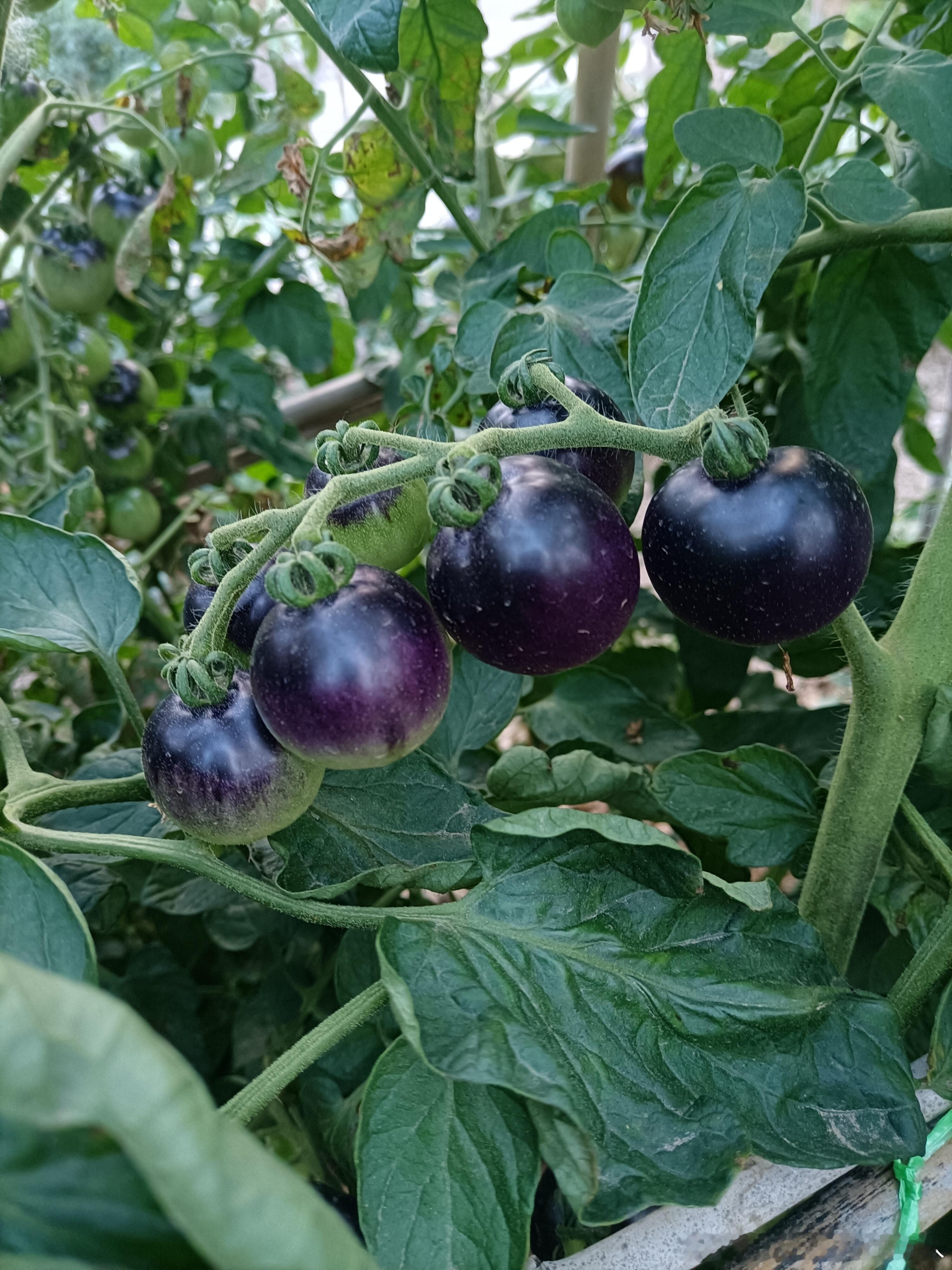 蓝莓番茄 