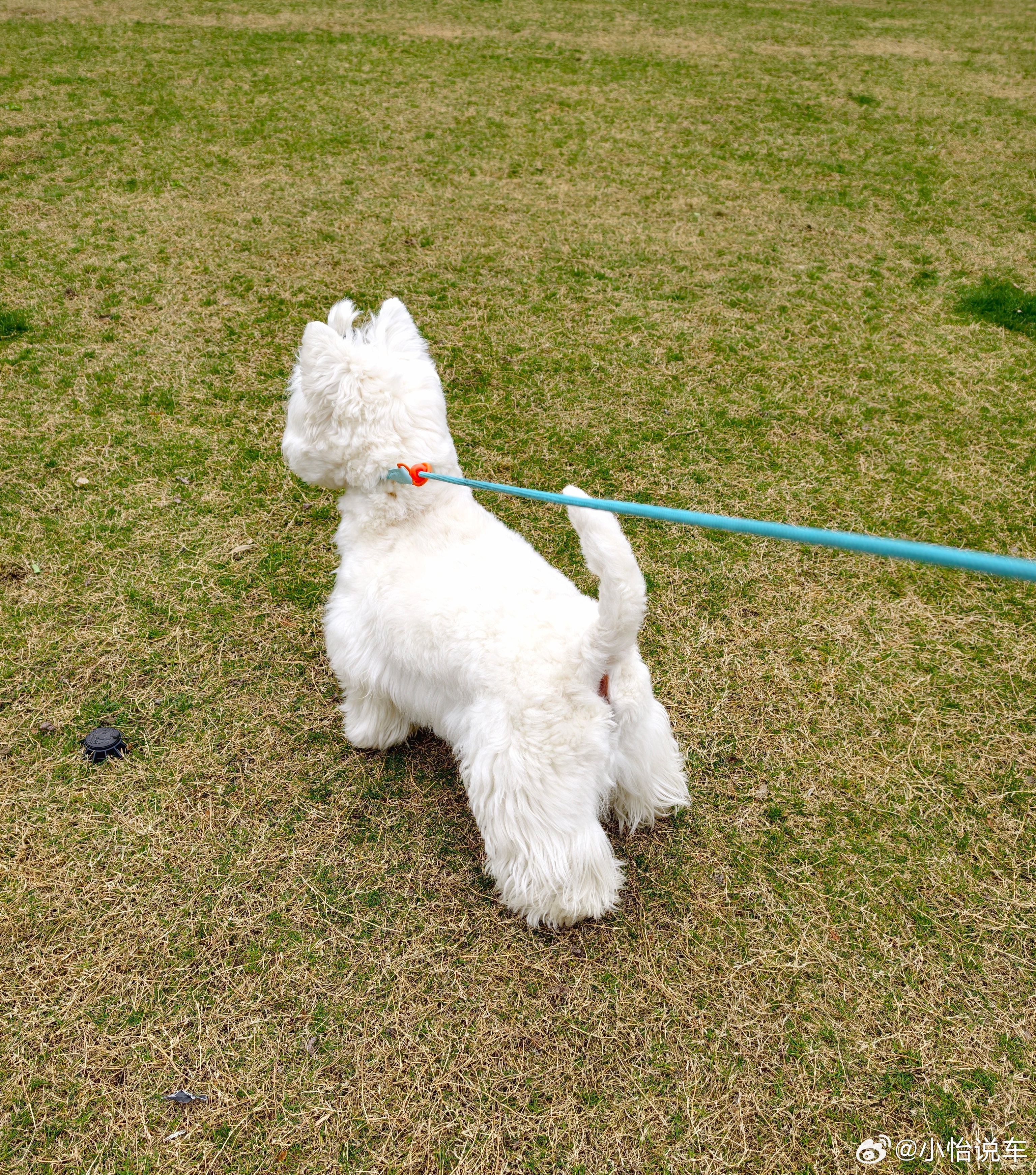 谁家小狗这么挺拔？立正小狗上线了，每次给有财拍照都是板板正正的萌宠西高地 小怡说