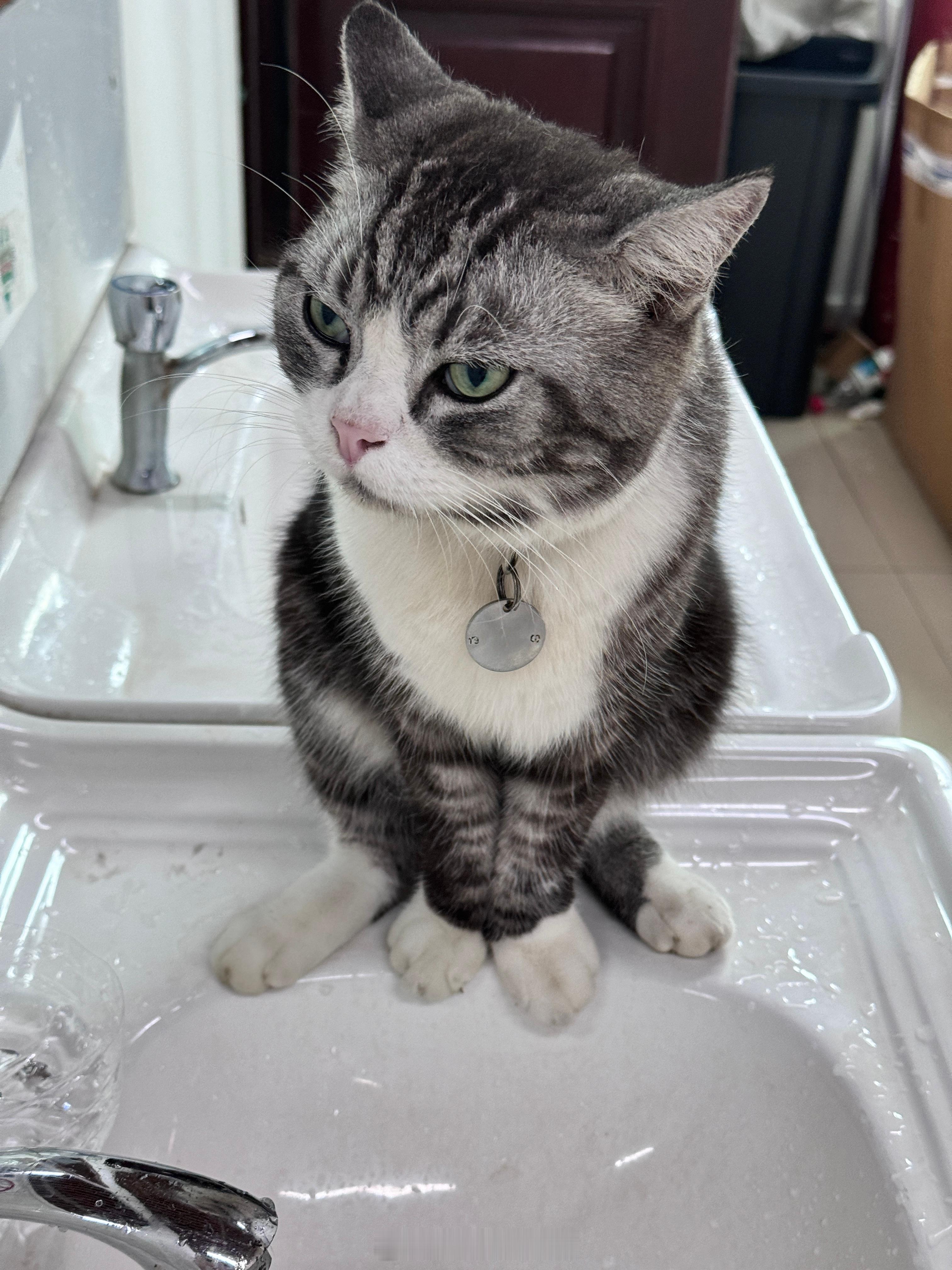 园区里面的半流浪猫，有主人但是似乎不怎么管它，经常性的在洗手盆里等着大家给它打开
