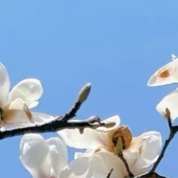 1400兰花种植：1 .准备土壤：兰花适宜在排水性好的土壤中生长，可以使用松树皮