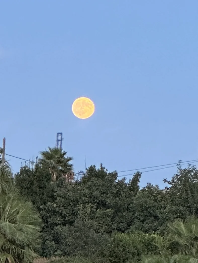 西班牙 | 瓦伦西亚散步中💙