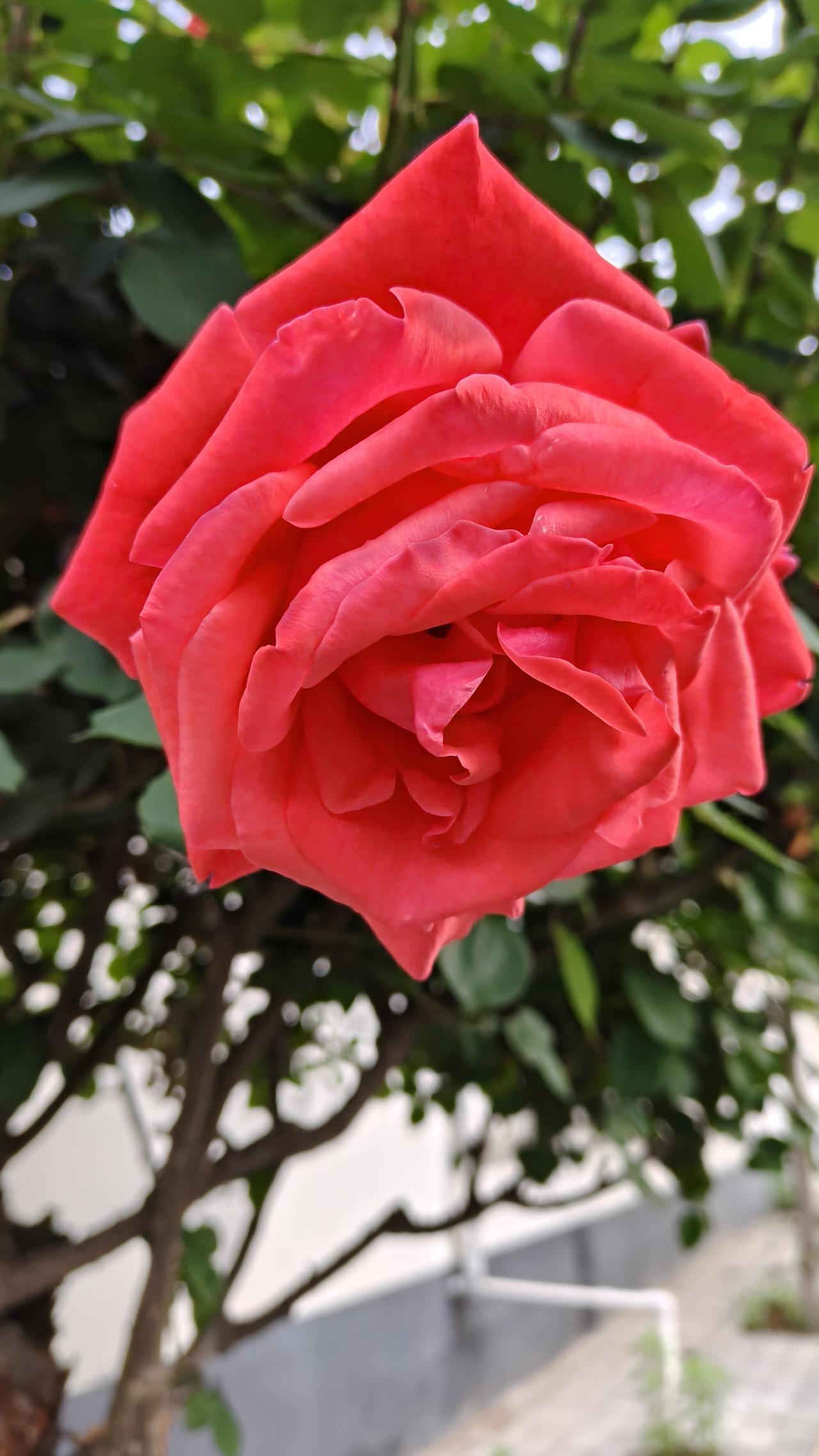 天然鳞片石墨，到底有多重要?简单说，就是关键黑材料，民用军用重要物资，属于两用物