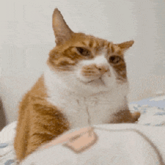 养了4年的猫把主人咬到输液1周天哪这是为什么啊 我以为猫猫没有攻击性呢[哆啦A梦