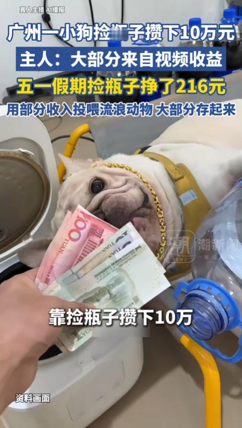 广州天河，一只法国斗牛犬火捡瓶子攒下10万上热搜。这只狗从45个月大就爱上捡瓶，