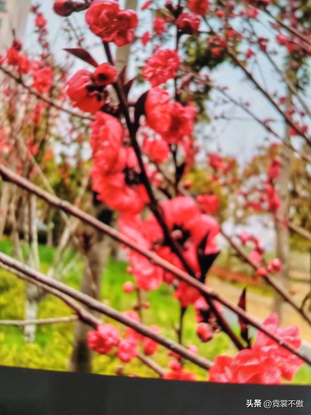 家门口的春天美艳绝伦