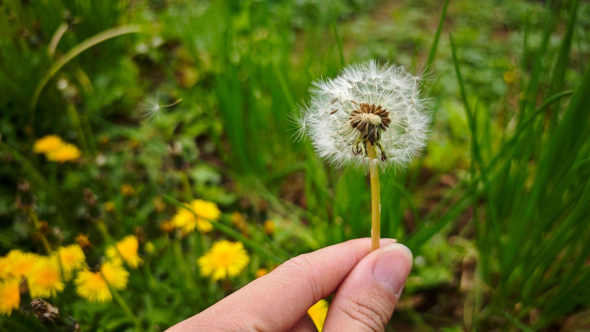 好看的花当然要分享呀！  ，不一样的风景，万物有灵。
