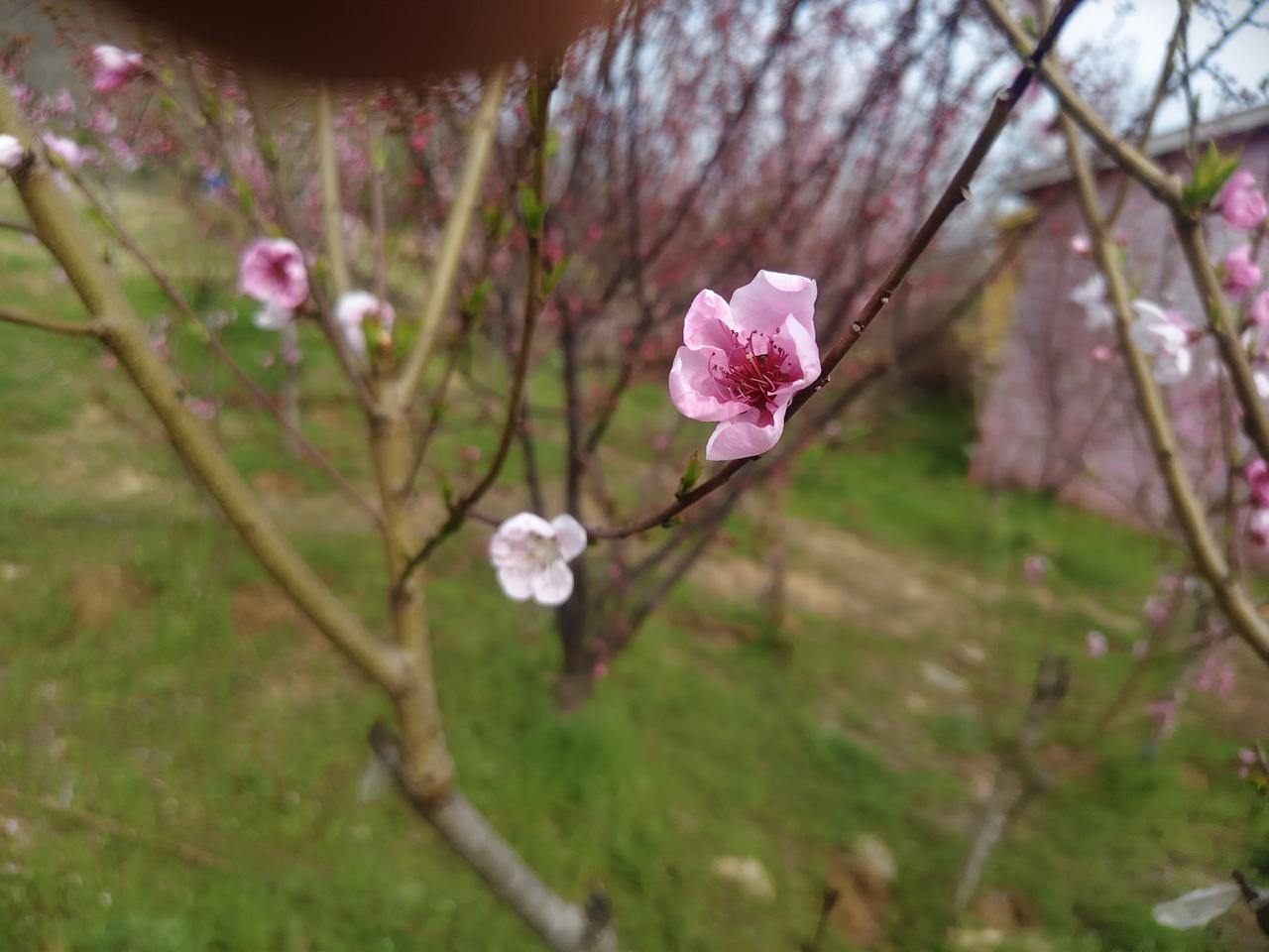 路边的小花清新素雅，真的太让人着迷了。以前我眼里只有家里那10多盆娇艳的月季，觉