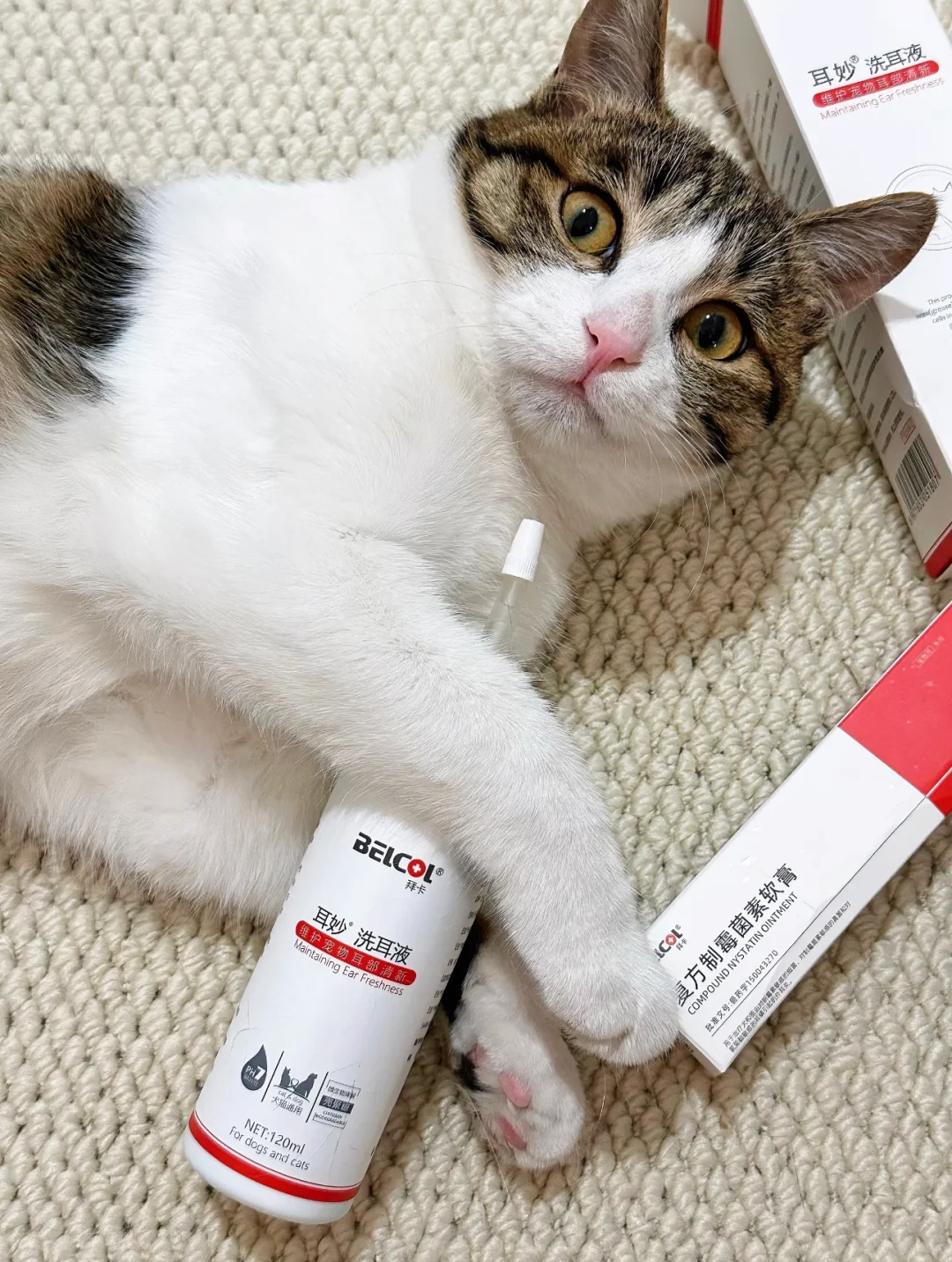 🐈·🧹｜平时有给猫咪洗耳朵吗？